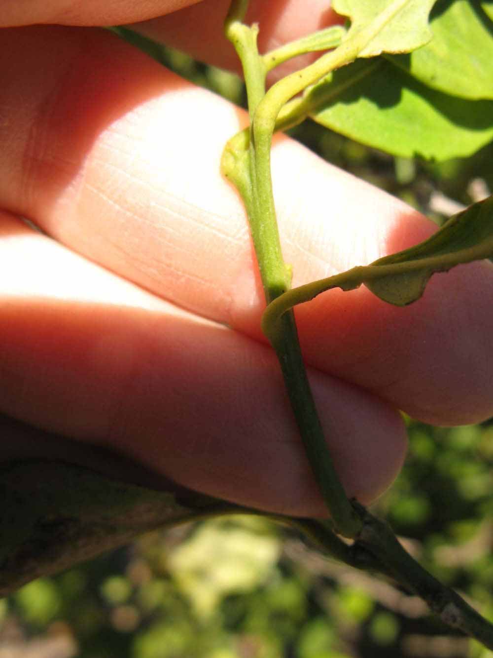            First year twig (Sanguinelli, Winter Haven, FL)   